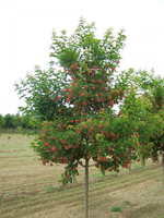 Maple 'Ruby Slippers'