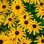 Rudbeckia Black-Eyed Susan 'Treasure Trove'