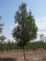 Green Ash 'Prairie Spire'