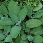 Sage 'Garden'