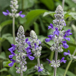 Salvia 'Rockin'® Playin' the Blues®