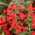 Salvia 'Unplugged Red'
