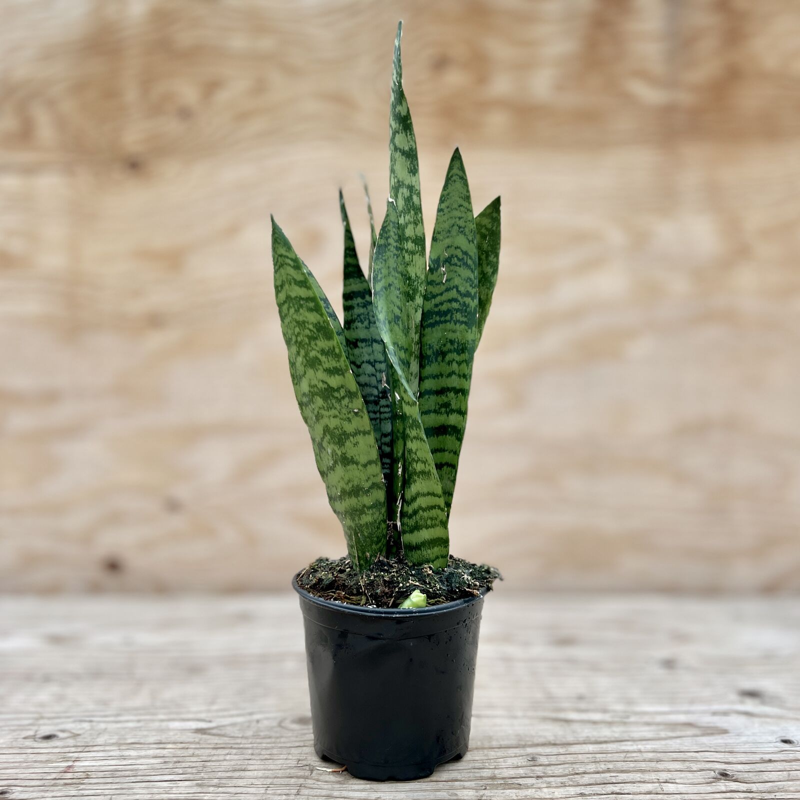 buy snake plant winnipeg 4'' Snake Plant – van der Meer Garden Centre