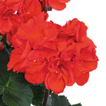 Geranium 'Savannah' Series