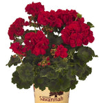 Geranium 'Savannah' Series