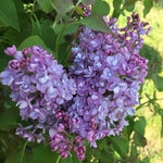 Lilac 'Scentara Double Blue'