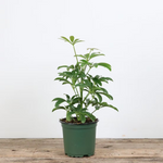 Schefflera 'Moonlight'