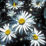 Leucanthemum Shasta Daisy 'Silver Princess'