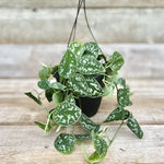 Pothos Silvery Ann