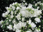 Mock Orange 'Snow Dwarf'
