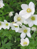 Anenome Sylvestris 'Snowdrop'