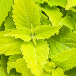 Coleus 'ColorBlaze® Lime Time®