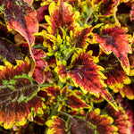 ColorBlaze® El Brighto Coleus
