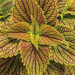 Coleus 'ColorBlaze® Golden Dreams™
