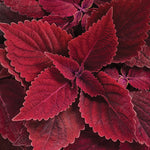 Coleus 'ColorBlaze® Rediculous'