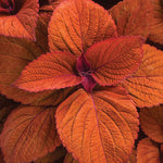 Coleus 'ColorBlaze® Sedona Sunset'