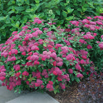 Spirea 'Double Play® 'Doozie'