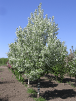 Flowering Crabapple 'Starlite'