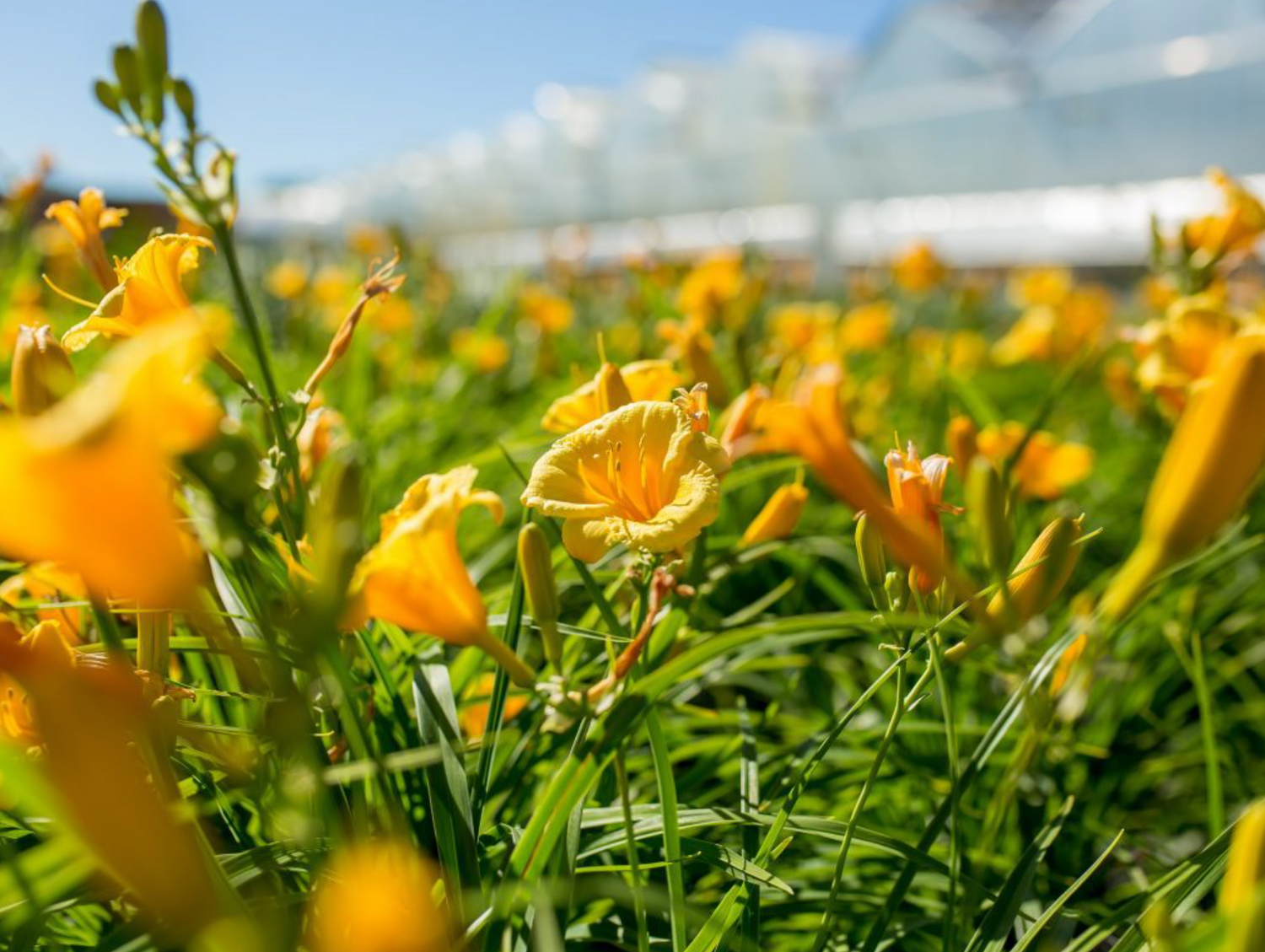 Dwarf Daylily 'Stella D'Oro'