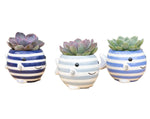 Succulent in Striped Fish 2