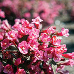 Weigela 'Stunner'