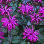 Monarda Bee Balm 'Sugar Buzz Rockin Raspberry'