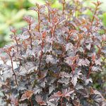 Ninebark 'Summer Wine Black' PW