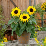 Sunflower 'Sunbuzz'