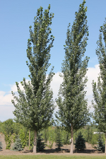 Sundancer Poplar