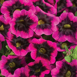 Calibrachoa 'Superbells® Blackcurrant Punch™