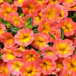Calibrachoa 'Superbells® Coral Sun'