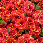 Superbells® Double Redstone™ Calibrachoa