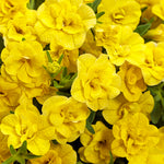 Calibrachoa 'Superbells® Double Yellow'