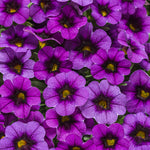 Calibrachoa 'Superbells® Grape Punch™