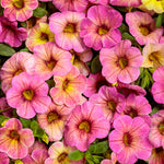Calibrachoa 'Superbells Magic™ Pink Lemonade™