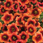 Calibrachoa 'Superbells® Tangerine Punch™