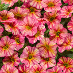 Calibrachoa 'Superbells® Tropical Sunrise'