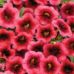 Calibrachoa 'Superbells® Watermelon Punch™