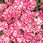 Verbena 'Superbena Cherryburst'