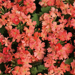 Verbena 'Superbena® Peachy Keen'