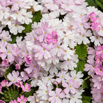 Verbena 'Superbena® Pink Cashmere™