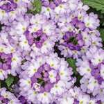 Verbena 'Superbena Sparkling® Amethyst'