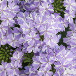 Verbena 'Superbena Stormburst'