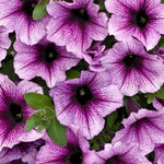 Petunia 'Supertunia® Bordeaux™