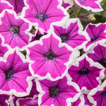 Petunia 'Supertunia® Hoopla™ Vivid Orchid™