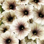 Petunia 'Supertunia® Latte™
