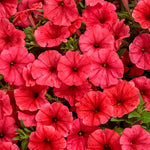 Petunia 'Supertunia Mini Vista® Scarlet'