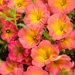 Petunia 'Supertunia® Persimmon'
