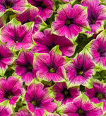 Petunia 'Supertunia® Picasso in Purple®