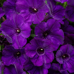Petunia 'Supertunia® Royal Velvet®